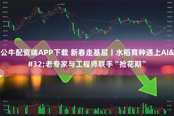 公牛配资端APP下载 新春走基层丨水稻育种遇上AI 老专家与工程师联手“抢花期”
